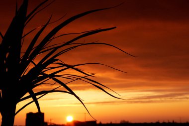 Kırmızı günbatımı ve akşam şehri arka planında palmiye ağacı silueti. Güzel bir akşam manzarası, şehirde bir zakt.