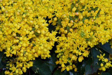 Güzel doğal arka plan, parlak sarı küçük çiçekler ve birkaç yeşil yaprak güzel bir kart oluşturur, ayrıca metin için de çok yer vardır..