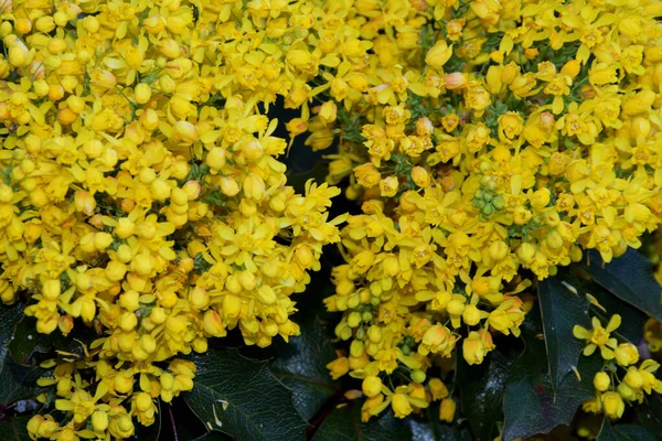 Güzel doğal arka plan, parlak sarı küçük çiçekler ve birkaç yeşil yaprak güzel bir kart oluşturur, ayrıca metin için de çok yer vardır..