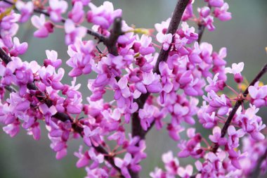 Güzel pembe çiçekler bir çalılığın dallarına yapışmış ve parlak, güzel bir zemin oluşturmuş..