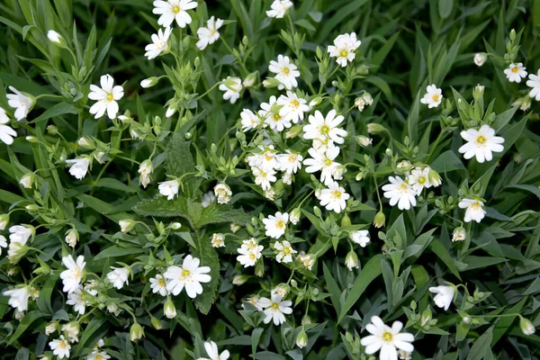草原の小さな白いデイジーが美しく咲き 自然な背景を形成します 小さな草原の花の背景 — ストック写真