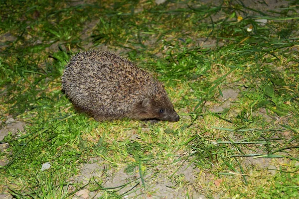 Small Prickly Hedgehog Wild Runs Green Grass Search Food — Stock Photo, Image