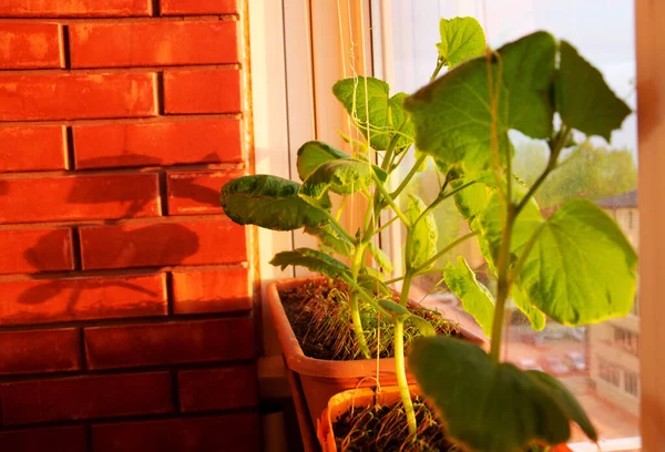 阳台上的黄瓜幼苗 在阳台上种植有机蔬菜的概念 免版税图库图片