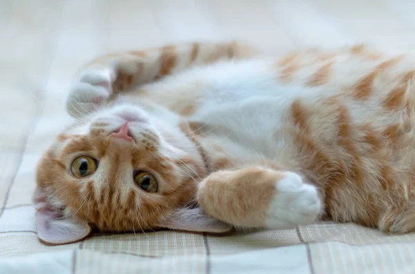 yün üzerinde beyaz şeritler ile şirin kırmızı kedi yavrusu