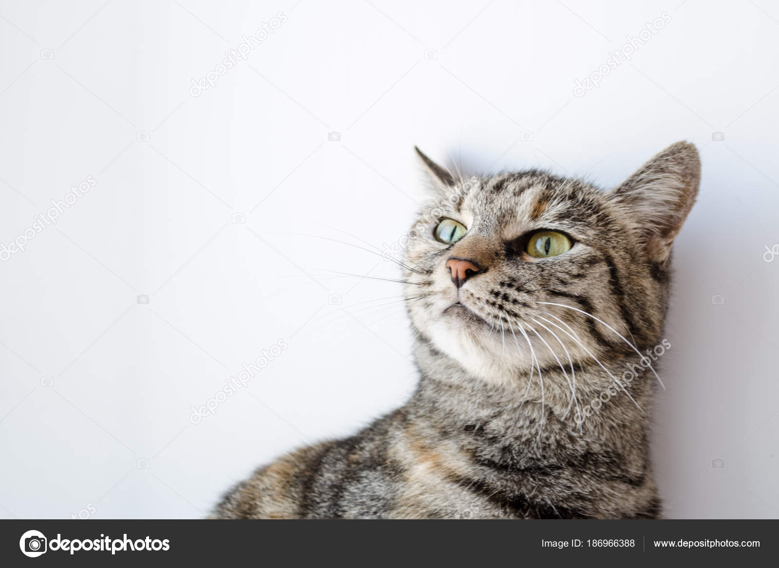 Chat Gris Aux Yeux Verts Sur Fond Blanc Photographie