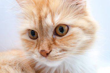 hafif bir arka plan üzerinde kırmızı bir kedi portresi