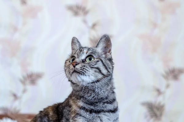 Gato gris casero mirando hacia arriba —  Fotos de Stock