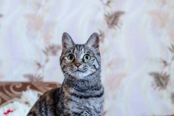 Gato gris casero mirando hacia arriba — Foto de Stock