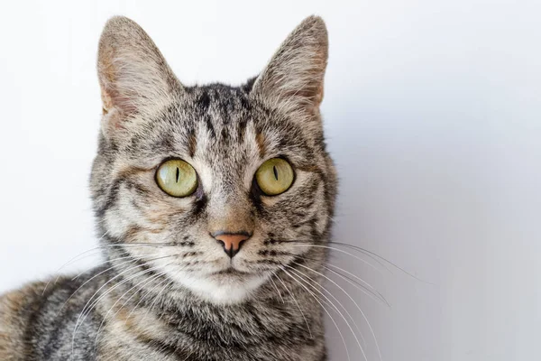Gato gris con ojos verdes sobre un fondo blanco —  Fotos de Stock