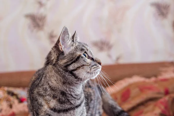 Domácí mourovatá kočka šedá vypadá daleko — Stock fotografie
