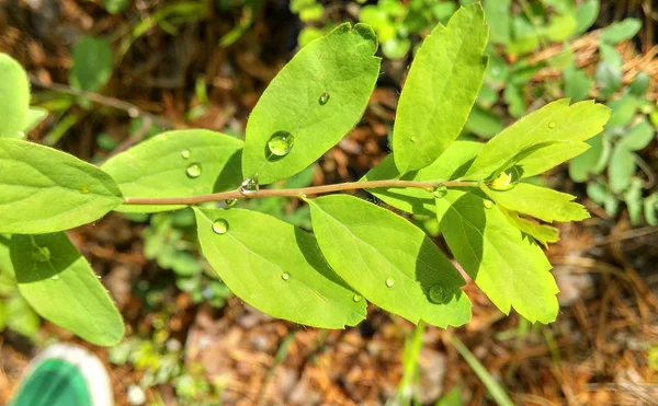 Foresta Foglia Verde Con Gocce Pioggia — Foto Stock