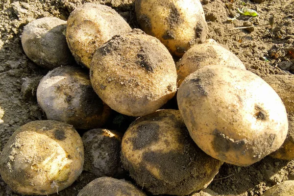 Картофельные клубни в земле — стоковое фото
