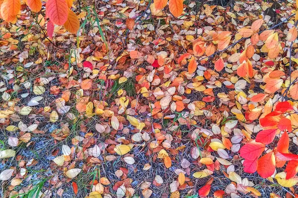 Herbst, farbige Blätter liegen auf dem Boden — Stockfoto