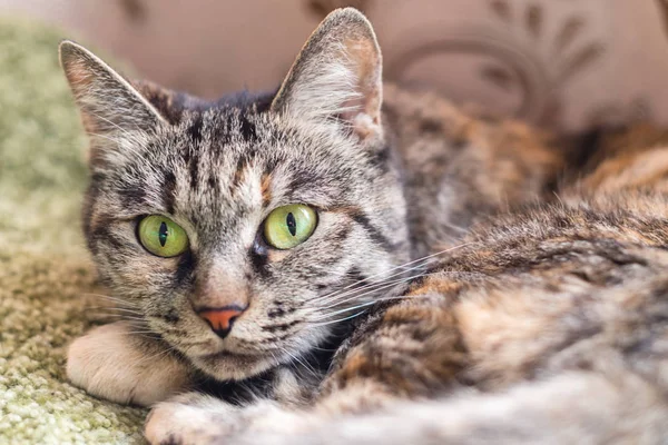 Gray tabby cat with green eyes — Stock Photo, Image