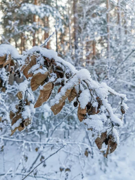 Snow-covered branch in the winter forest — Stock Photo, Image