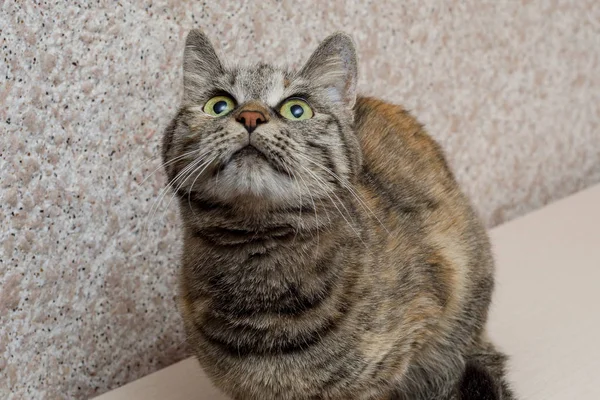 Kot domowy z szeroko otwartymi oczami patrzy w górę — Zdjęcie stockowe