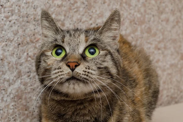 Gato doméstico con los ojos abiertos —  Fotos de Stock