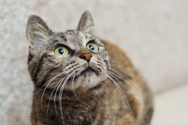 Gato gris con ojos verdes mira hacia arriba y hacia un lado — Foto de Stock