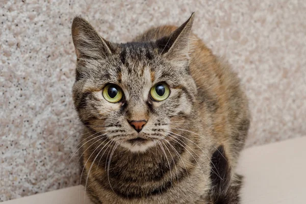 Domestic cat with gray hair looks into the frame — Stock Photo, Image