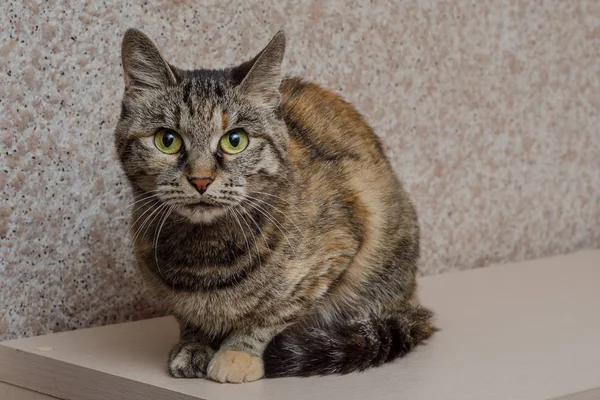 Domestic cat sits and looks at the photographer — Stock Photo, Image