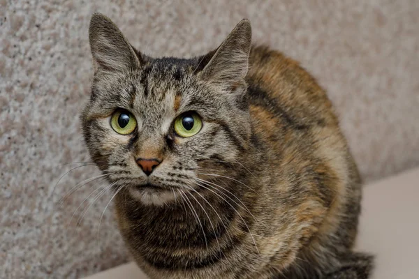 Gray domestic striped cat looks away — Stock Photo, Image