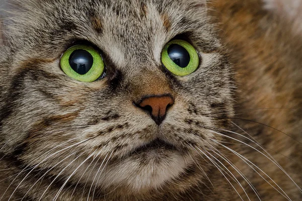 Cara de gato con ojos verdes primer plano retrato —  Fotos de Stock