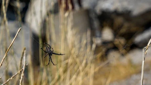 Estas Increíbles Arañas Vivían Las Rocas Alrededor Del Gran Lago — Foto de Stock