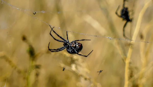 Estas Increíbles Arañas Vivían Las Rocas Alrededor Del Gran Lago —  Fotos de Stock