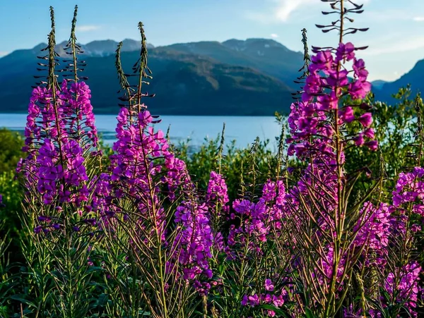 Paisagem Incrivelmente Bonita Todo Parque Nacional Yellowstone Wyoming — Fotografia de Stock