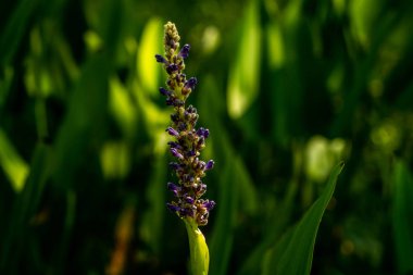 Çiçekler her renkte, her şekilde ve boyutta doğanın güzelliğidir..