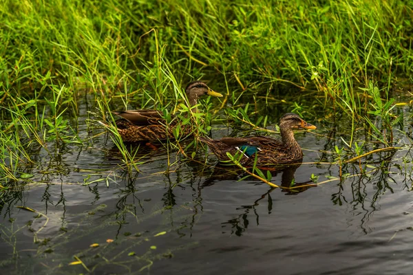 Patos Ibis Anhingas Redor Lagoa Parque — Fotografia de Stock
