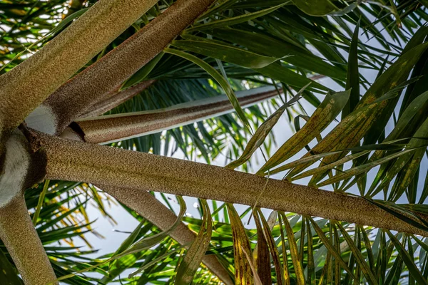 Florida 'da palmiye ağaçlarından kopan palmiye ağaçları ve tohumlar..