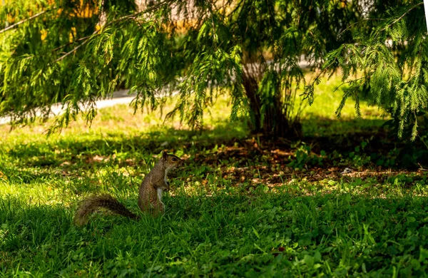 Ein Eichhörnchen Läuft Durch Den Hof Und Sammelt Eicheln — Stockfoto