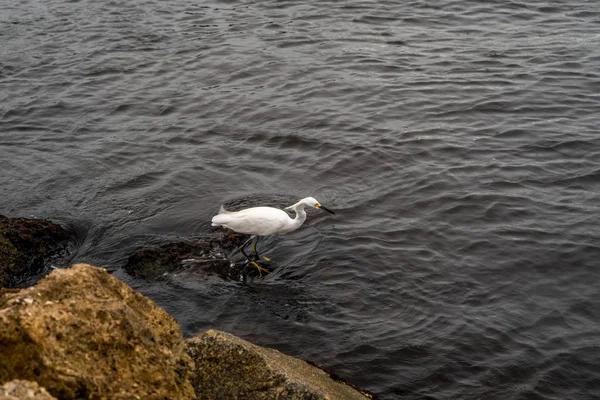 Egret Nevado Andando Costa Procura Dois Peixes — Fotografia de Stock