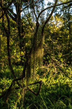Sawgrass Gölü Parkı 'nda yürürken doğal ve insan yapımı güzellikleri göreceksiniz..