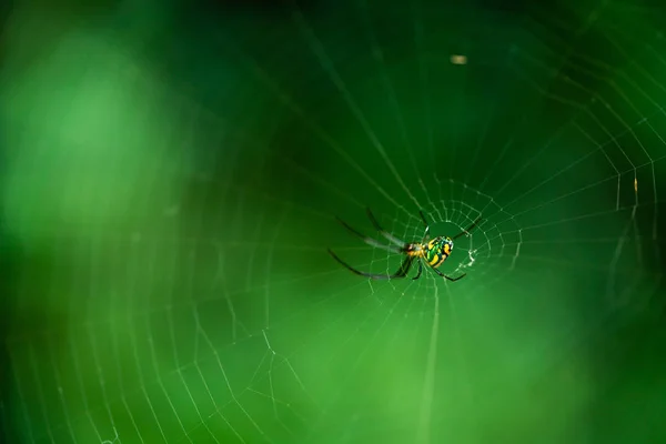 Erstaunliche Spinnen Und Netze Sawgrass Lake Park Petersburg Florida — Stockfoto