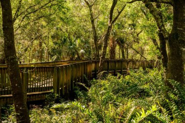 Yerel parkımızda patikalarda yürümek her zaman rahatlatıcıdır..