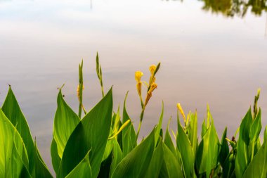 Çiçekler ve bitkiler gölette ve avluda yetişiyor..