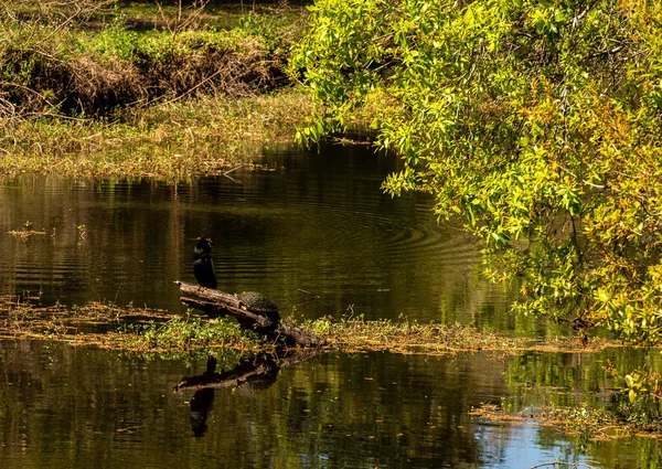 Anhinga Kilpikonna Istuvat Yhdessä Hirressä Ottamassa Iltapäivän Aurinkoa — kuvapankkivalokuva