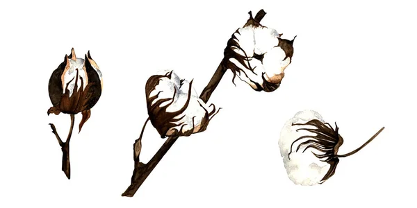 watercolor illustration. hand drawing. cotton. set. a cotton Bud, a branch of the cotton. isolated objects. white background.
