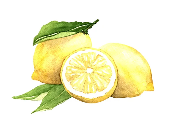 Watercolor Illustration Hand Drawing Lemon Branch Leaves Half Lemon Isolated — Stock Photo, Image