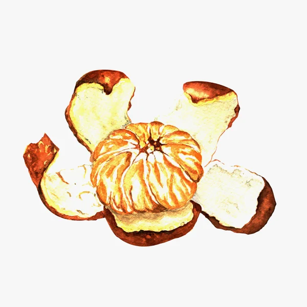 水彩画 一个剥皮的橘子 白色背景 — 图库照片