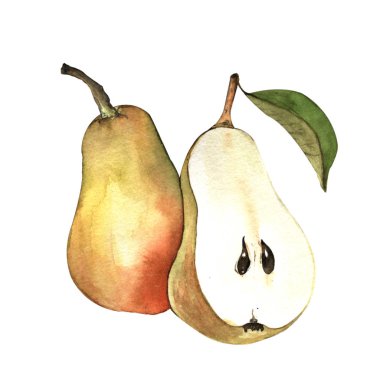 Suluboya çizimi. El boyası. Armut ve yarım armut. Beyaz arkaplan.