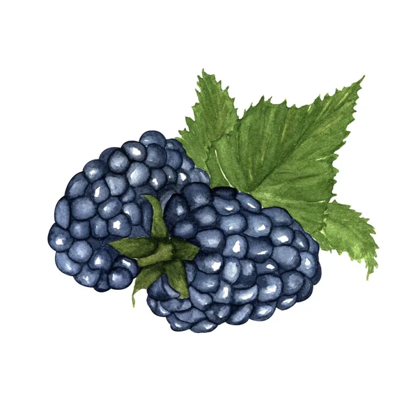水彩画 两个黑莓 叶子在白色背景上 — 图库照片