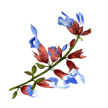 Suluboya çizimi. El boyası. Beyaz arka planda çiçek açan bir lavanta filizi.