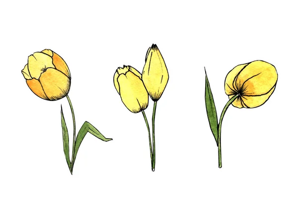 Illustrazione Acquerello Dipinto Mano Raccolta Tre Tulipani Gialli Fondo Bianco — Foto Stock