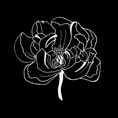 Siyah kalemle çizilmiş. El boyası. Siyah arka planda, izole edilmiş bir şakayık çiçeği..