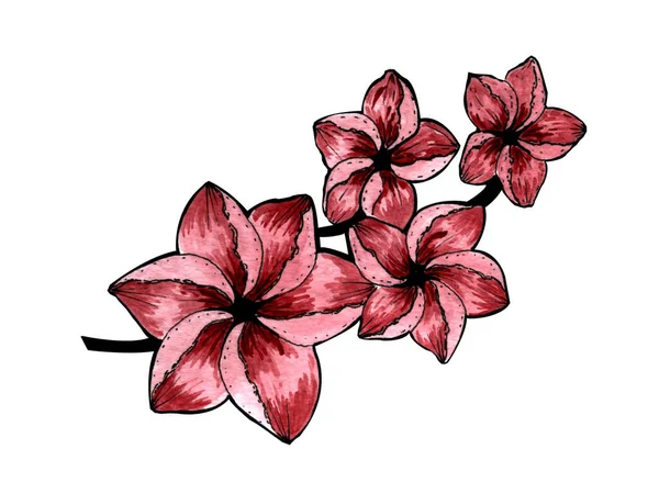 Illustrazione Acquerello Dipinto Mano Ramo Plumeria Con Fiori Sfondo Bianco — Foto Stock