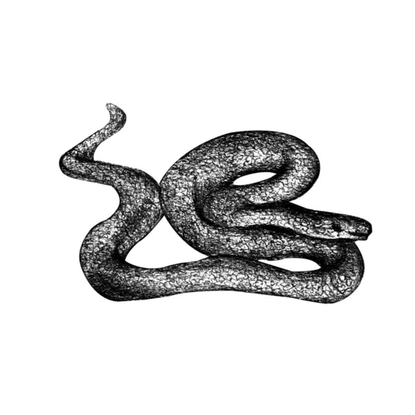 Ilustrace Černou Tužkou Ručně Malované Jeden Izolovaný Had Stočený Klubíčka — Stock fotografie