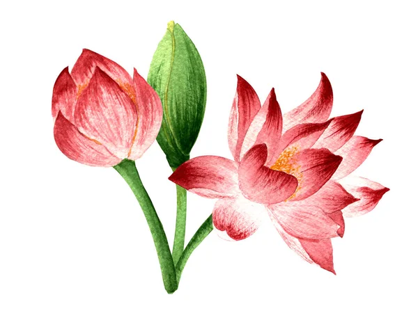 Illustrazione Disegnata Mano Acquerello Bouquet Fiori Loto Rosa Sfondo Bianco — Foto Stock